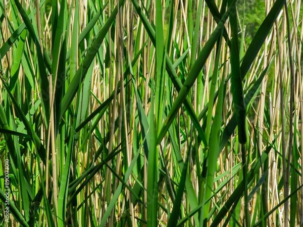 Fototapeta Green  reed