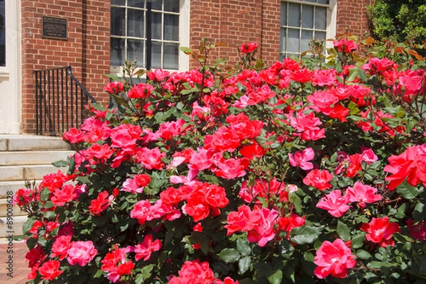 Fototapeta Knock Out Roses in Full Bloom