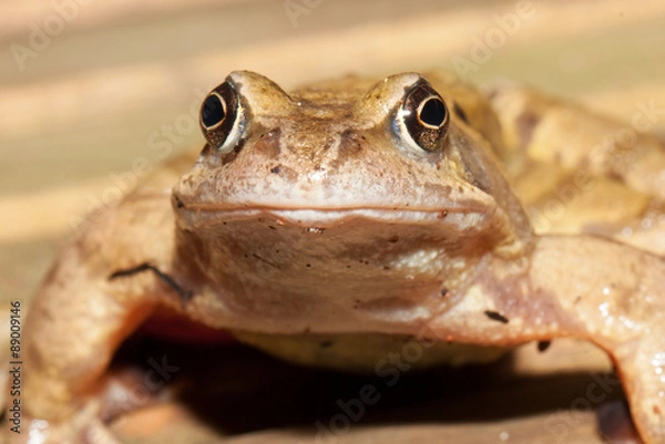 Obraz Common frog