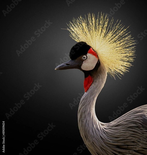 Obraz East African Crane