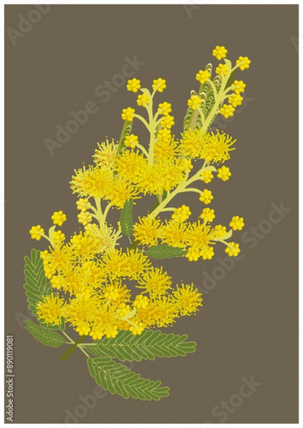 Obraz 春の庭に咲くベージュ背景の黄色いギンヨウアカシアの花と蕾と枝葉