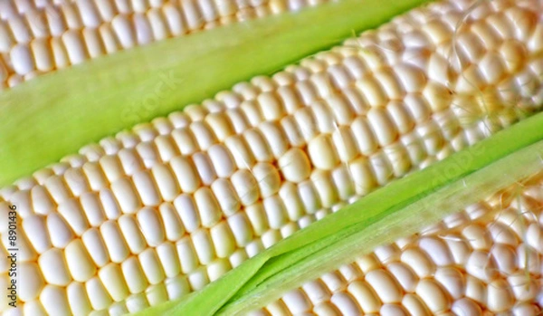 Obraz Corn on the Cob
