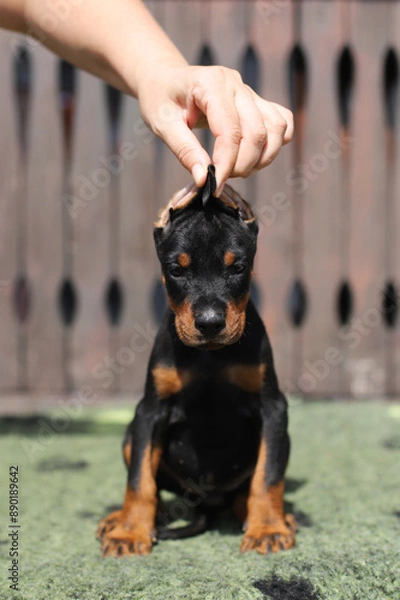 Fototapeta Doberman puppy with natural ears. The hand holds the puppy's ears.