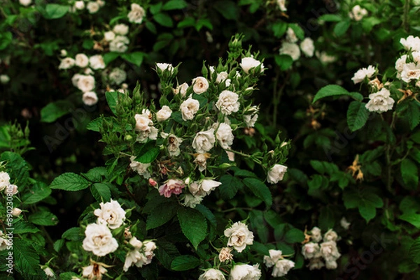 Fototapeta Beautiful branch of white spray rose with small jagged edges flowers look like carnations. Strong healthy bush with bright green leaves, selective focus