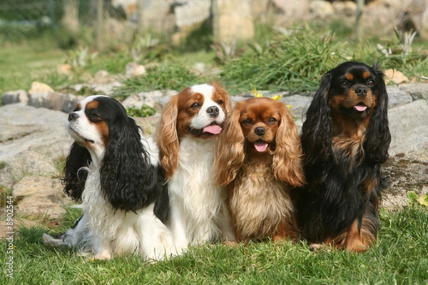 Fototapeta cavalier king charles en groupe