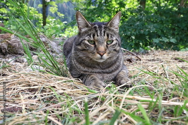 Fototapeta portrait of cute wild sad cat in grass