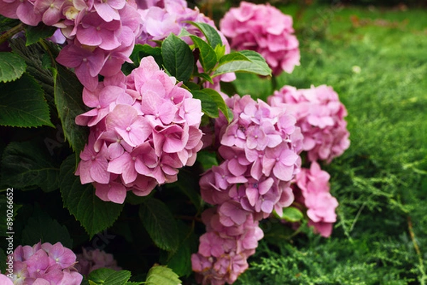 Fototapeta Pink hydrangea flowers blooming in a garden