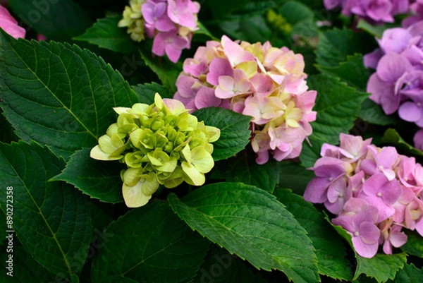 Fototapeta Cityline 'Vienna' Hydrangea in full bloom growing in a garden