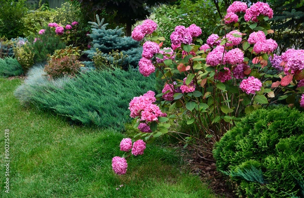 Fototapeta Low-Maintenance Landscaping. Hydrangea combined with conifers, decorative bushes and ornamental herbs in the garden.