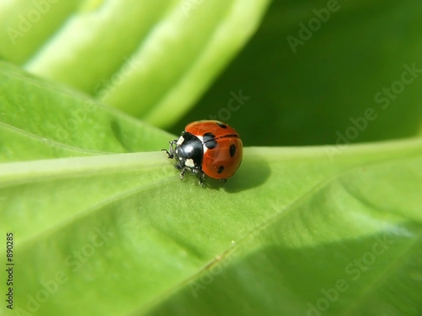 Fototapeta ladybird