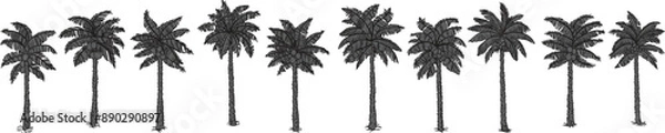 Obraz Black palm tree set vector illustration on white background silhouette line art black white stock illustration