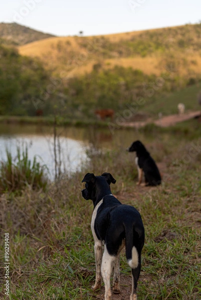 Obraz beautiful spring portrait of adorable Black Brazilian Terrier dog next to a river