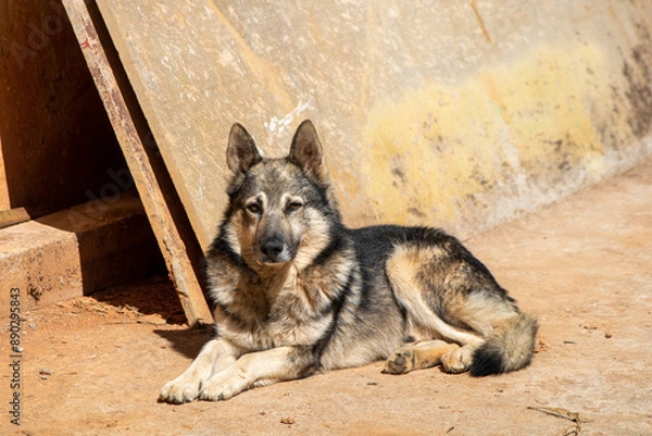 Obraz portrait of a mantiqueira shepherd resting peacefully, dog breed of Brazilian nationality