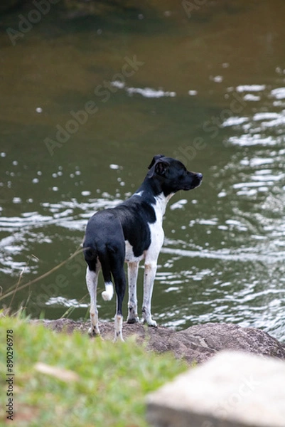 Obraz beautiful spring portrait of adorable Black Brazilian Terrier dog next to a river