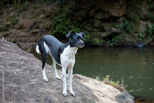 Obraz beautiful spring portrait of adorable Black Brazilian Terrier dog next to a river