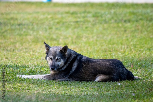 Obraz portrait of a mantiqueira shepherd resting peacefully, dog breed of Brazilian nationality