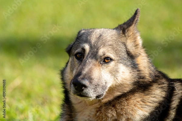 Obraz portrait of a mantiqueira shepherd resting peacefully, dog breed of Brazilian nationality