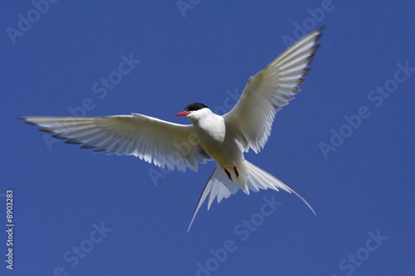 Obraz Arctic Tern in flight