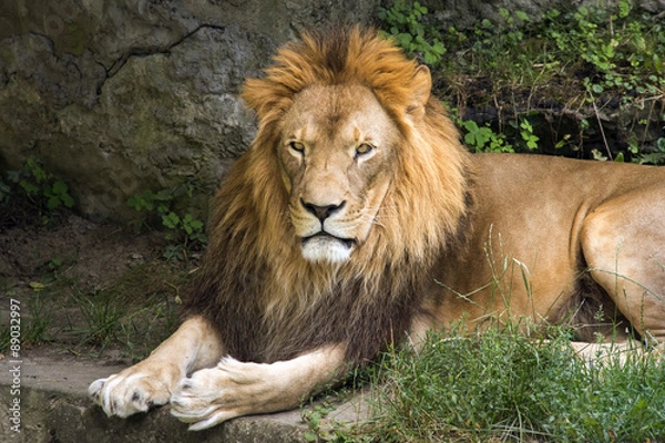 Obraz lion male