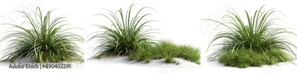 Fototapeta Jungle Botanical Grass Juncus effusus (Soft Rush) Hyperrealistic Detailed Isolated On Transparent Background