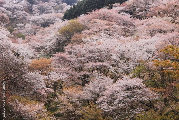 Fototapeta A Stunning Display of Blooming Cherry Blossoms in Spring, Creating a Scenic View of Pink Flowers and Lush Greenery in a Japanese Landscape