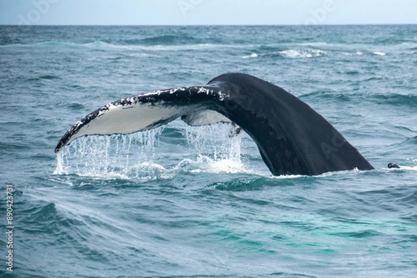 Fototapeta A whale fin splashing in the Bay of Husavik in Iceland