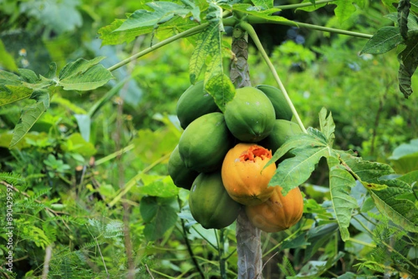 Fototapeta Cluster of Green and Ripe Papayas on a Tropical Tree Amidst Lush Green Foliage, Highlighting Nature's Abundant Harvest