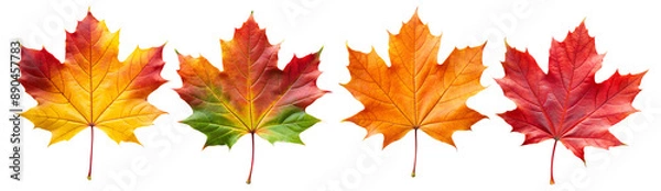 Fototapeta Autumn maple colorful leaves set isolated on transparent white background, png element. Fall maple foliage collection