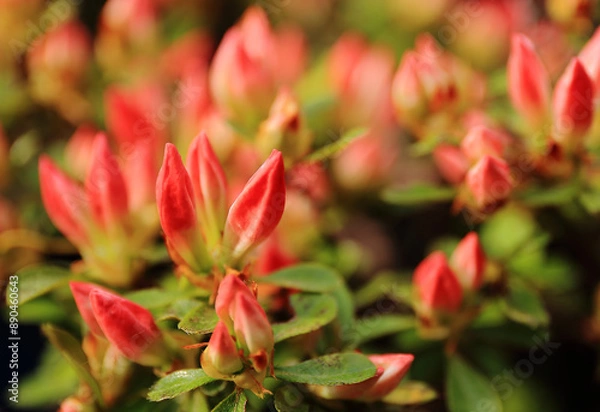 Fototapeta Close-up of Red Flower Buds with Green Leaves in Natural Spring Light