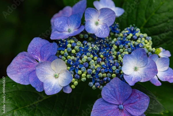 Fototapeta 黒羽城址公園の紫陽花（栃木県大田原市）