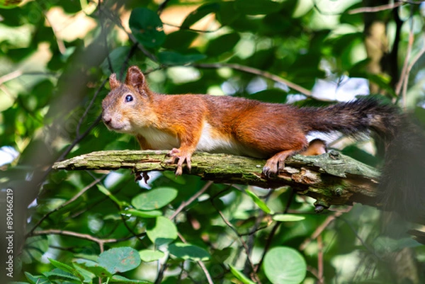 Obraz Curious Red Squirrel n the branch