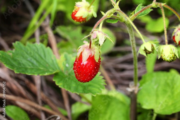 Fototapeta wild strawberry spring summer