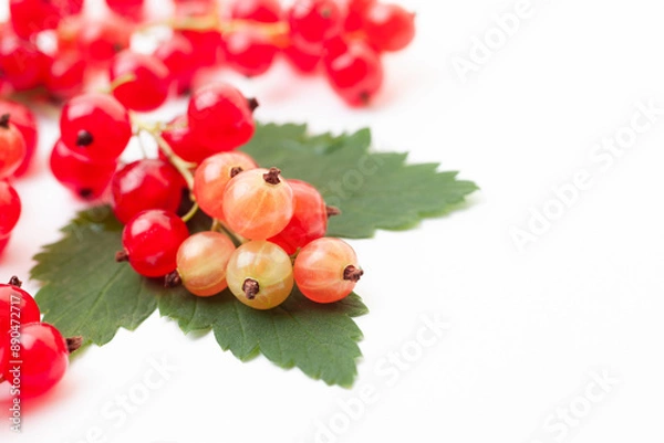 Fototapeta Branches of red currant berries with leaf on white background. Close-up