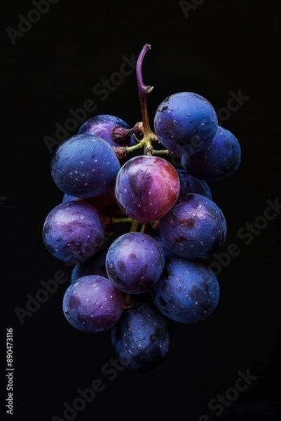 Fototapeta Mystic photo of Concord Grape, isolated on black background