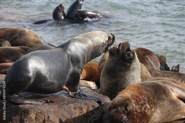 Obraz Lobos marinos pelando