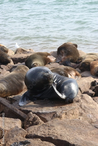 Obraz Lobo marino rascandose