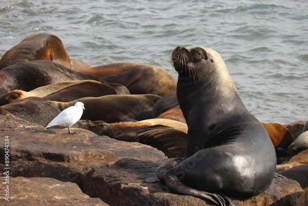 Obraz Animales marinos descansando
