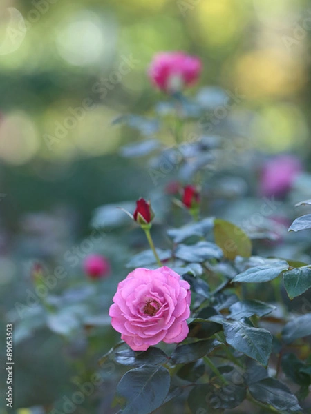 Fototapeta バラの花