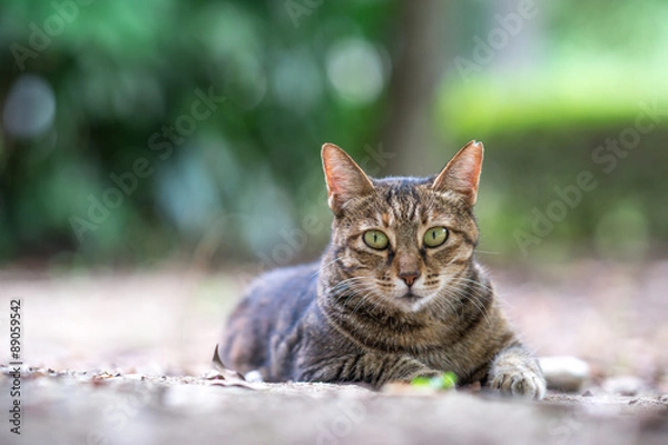 Obraz 休むのらねこ