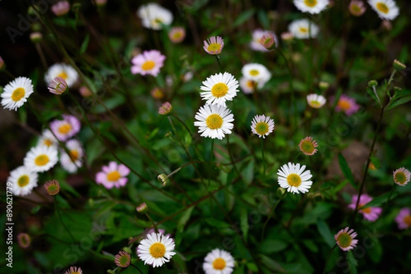 Obraz daisies in the grass