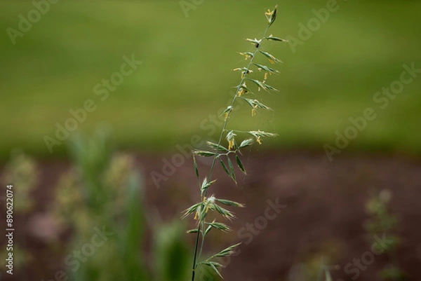 Obraz spider on the grass