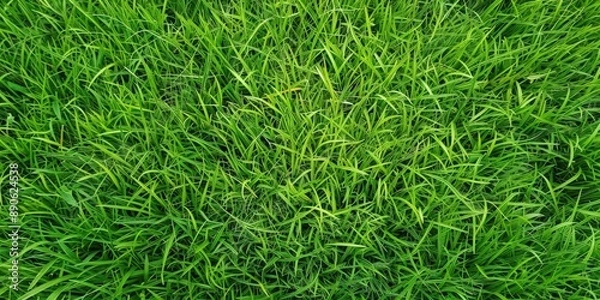 Obraz  Lush Green Grass Field