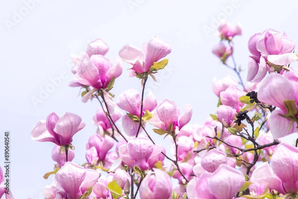 Fototapeta Pink magnolia flowers. Flower bud on a tree branch in the garden. Spring blooming nature