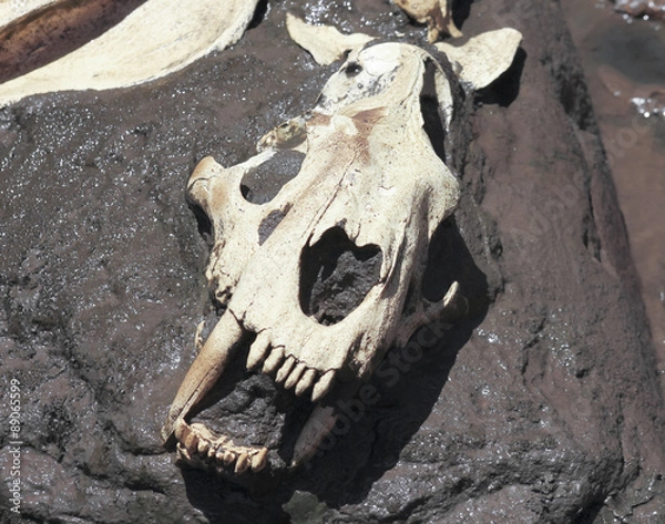 Obraz A Smilodon Skull Exposed in a Tar Pit