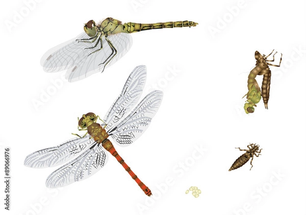 Fototapeta Cykl życia ważki