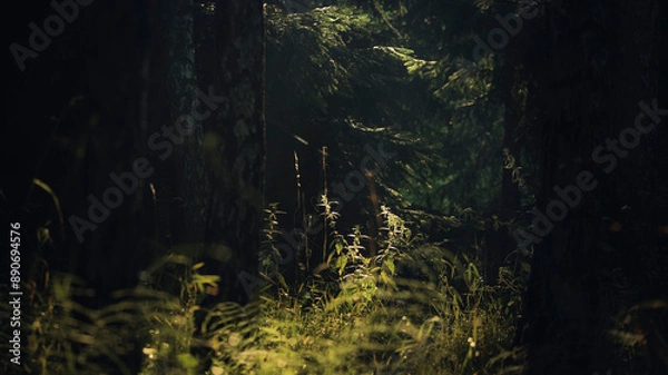 Obraz Morning in a dense forest