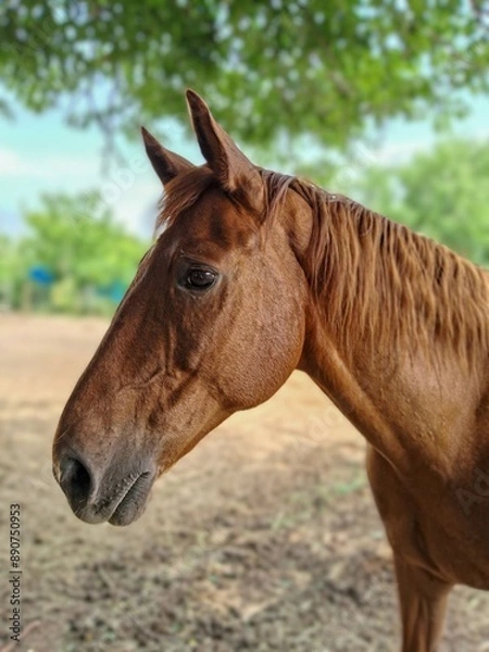 Fototapeta Red horse portrait