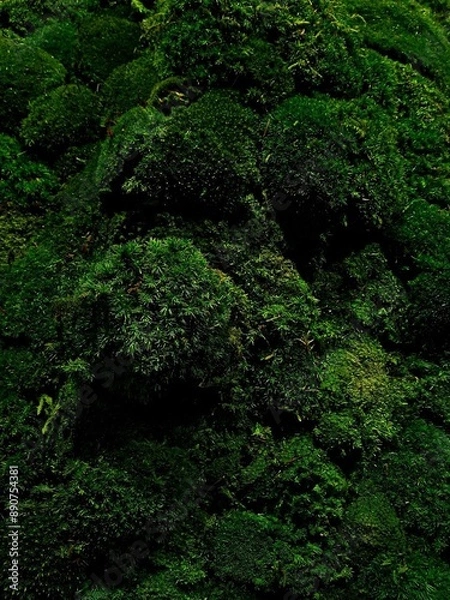 Obraz green moss background