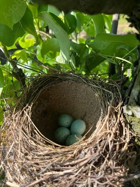 Obraz Ptasie jaja w sadzie
