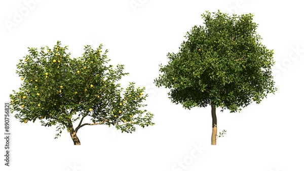 Obraz A green lemon tree png